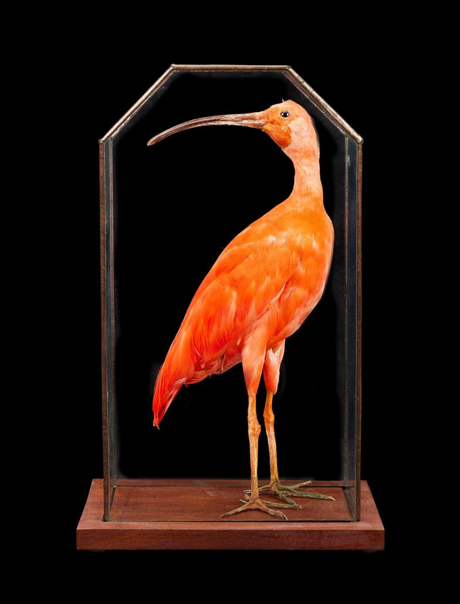 A TAXIDERMY SCARLET IBIS IN LEADED GLASS CASE (EUDOCIMUS RUBER)