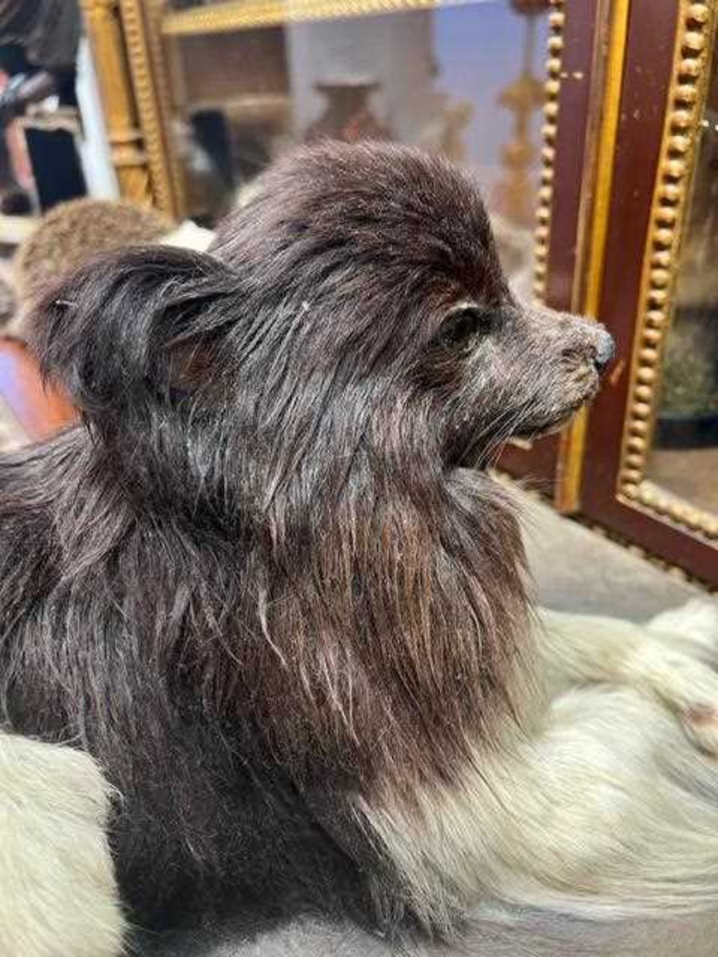 A VICTORIAN TAXIDERMY POMERANIAN DOG BY E.F. SPICER - Image 8 of 9