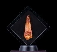 AN EXTINCT ‘SPINOSAURUS’ DINOSAUR TOOTH, LATE CRETACEOUS, 100 MILLION YEARS OLD