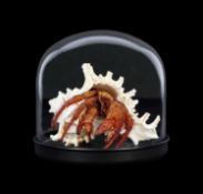 TAXIDERMY: HERMIT CRAB IN SHELL IN GLASS DOME