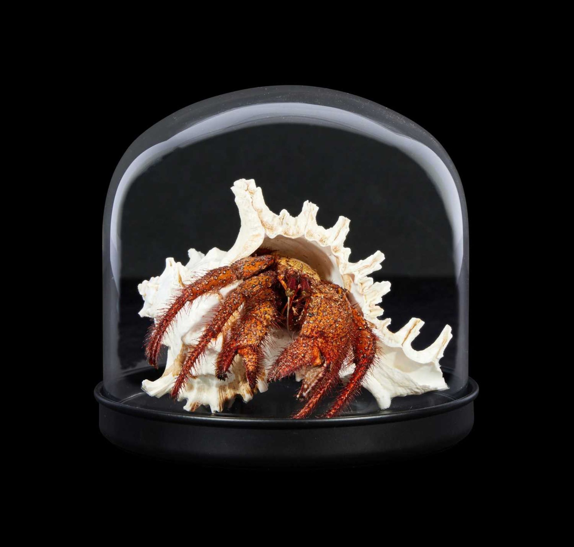 TAXIDERMY: HERMIT CRAB IN SHELL IN GLASS DOME