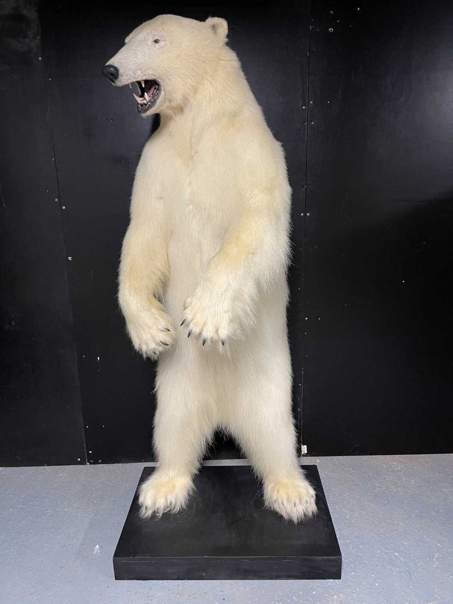 A TAXIDERMY POLAR BEAR (URSUS MARITIMUS) BY SIMON 'THE STUFFA' WILSON - Image 10 of 16