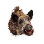 A TAXIDERMY WILD BOAR HEAD MOUNT (SUS SCROFA)