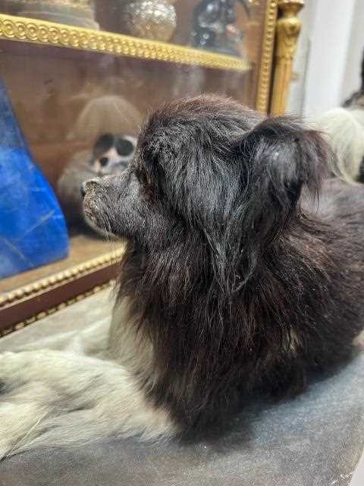 A VICTORIAN TAXIDERMY POMERANIAN DOG BY E.F. SPICER - Image 5 of 9