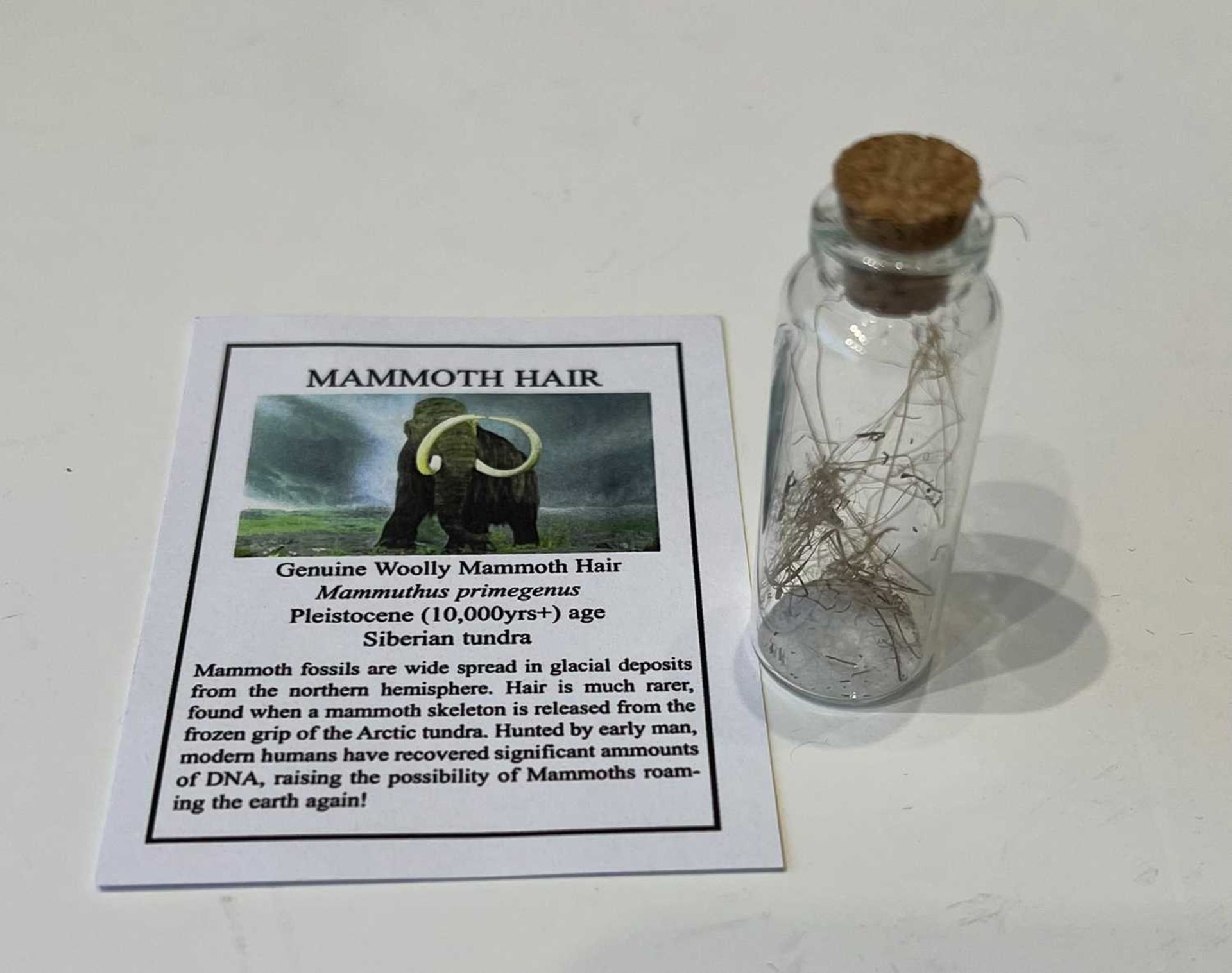 A JAR OF EXTINCT WOOLLY MAMMOTH (MAMMUTHUS PRIMIGENIUS) HAIR, PLEISTOCENE, 10,000 YEARS OLD - Image 2 of 2