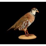 TAXIDERMY: A RED-LEGGED PARTRIDGE