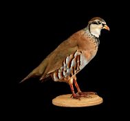 TAXIDERMY: A RED-LEGGED PARTRIDGE