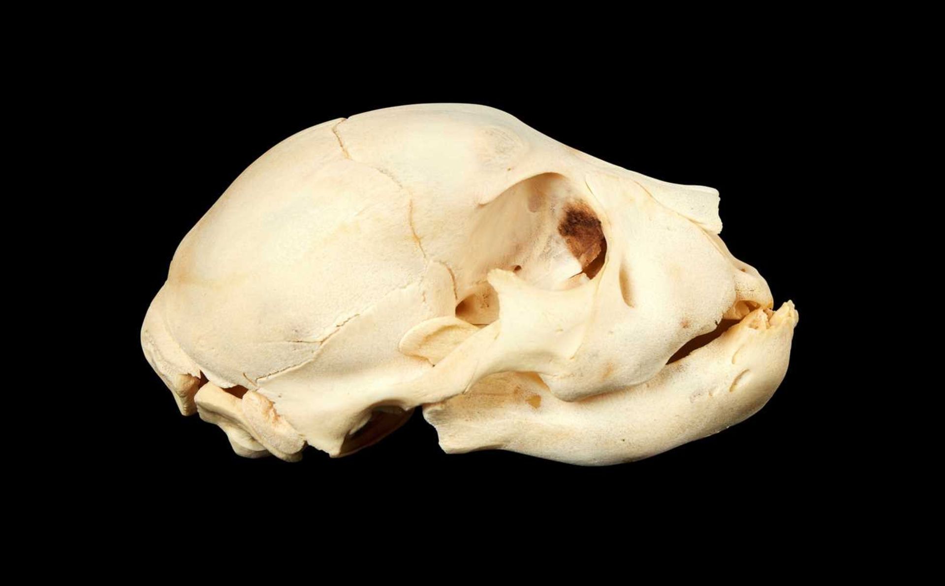 A STILLBORN AFRICAN LION SKULL (PANTHERA LEO),