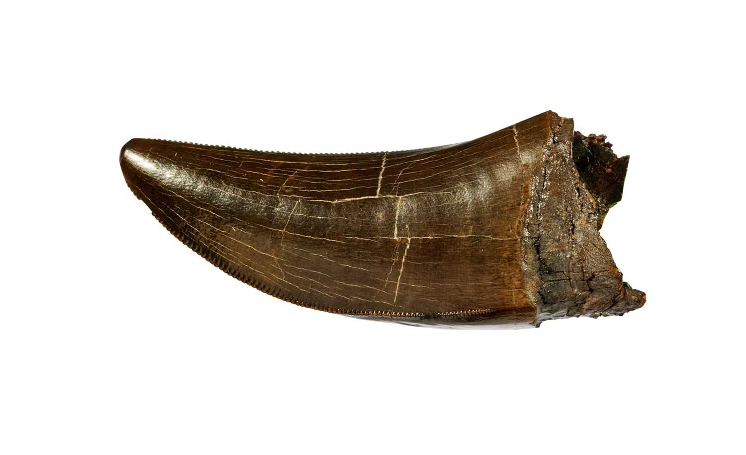 T. REX TOOTH: AN EXCEPTIONAL AND RARE ‘TYRANNOSAURUS REX’ DINOSAUR TOOTH FOSSIL SPECIMEN - Image 3 of 5
