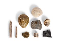 A COLLECTION OF NINE VARIOUS FOSSILS