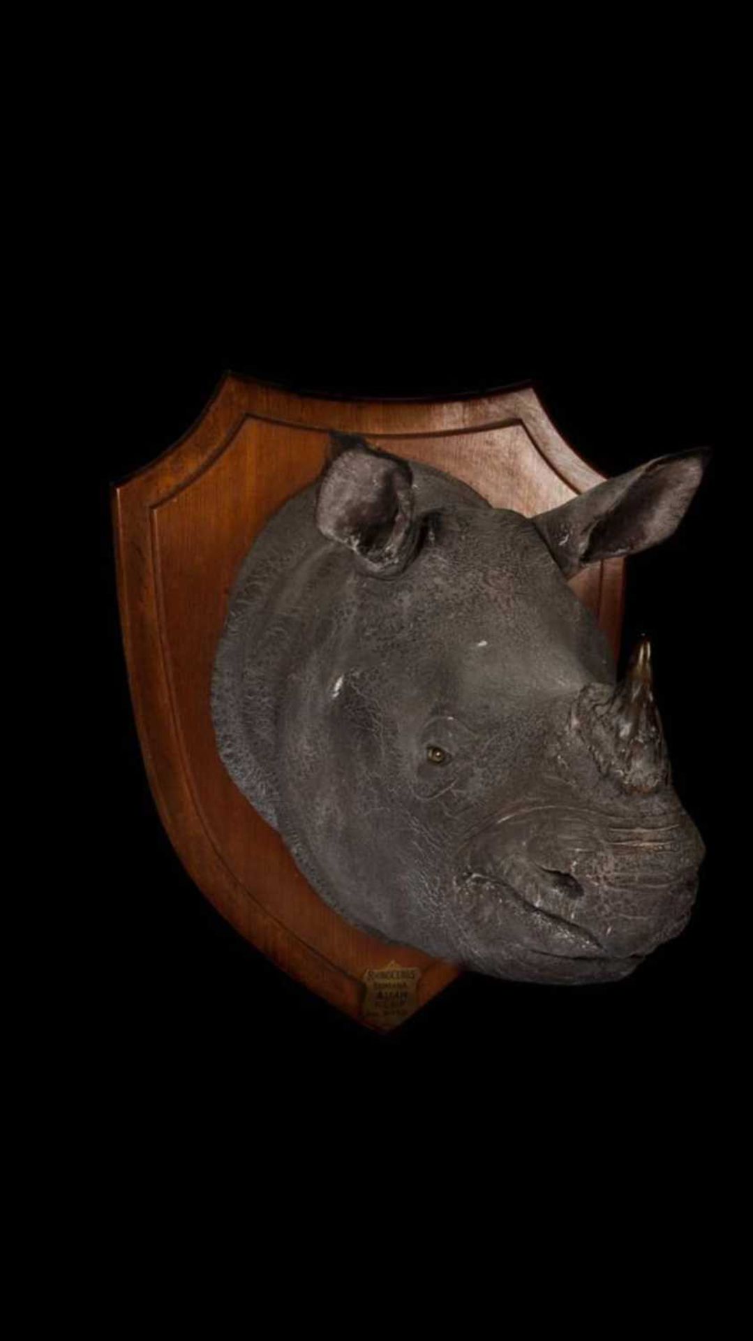 AN AUTHENTIC ROWLAND WARD TAXIDERMY RHINOCEROS HEAD, 1901