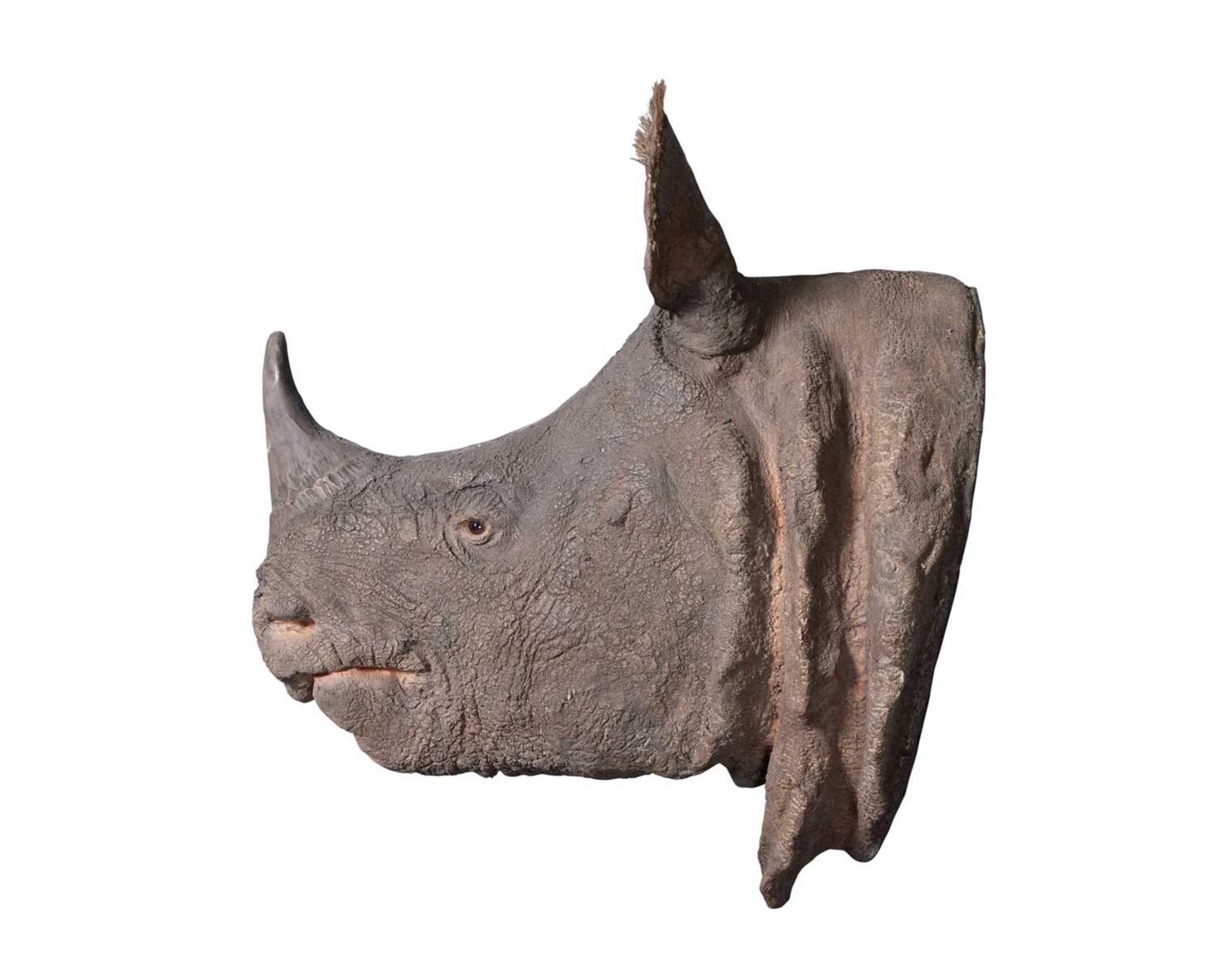 A PAINTED CAST OF A WHITE RHINOCEROS HALF HEAD BY SIMON 'THE STUFFA' WILSON