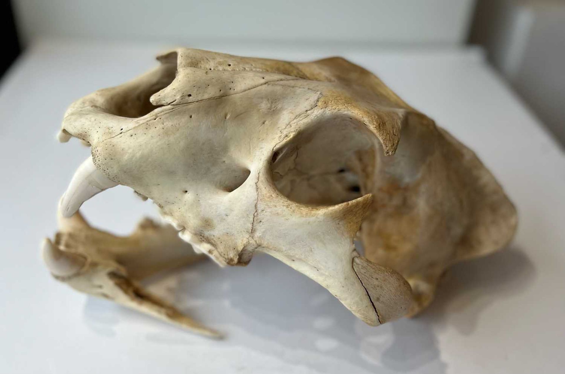 AN AFRICAN LION (PANTHERA LEO) SKULL, LATE 19TH CENTURY - Image 6 of 6