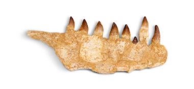 A FOSSILISED MOSASAUR LOWER JAW WITH TEETH, MOROOCCO, 70 MILLION YEARS OLD