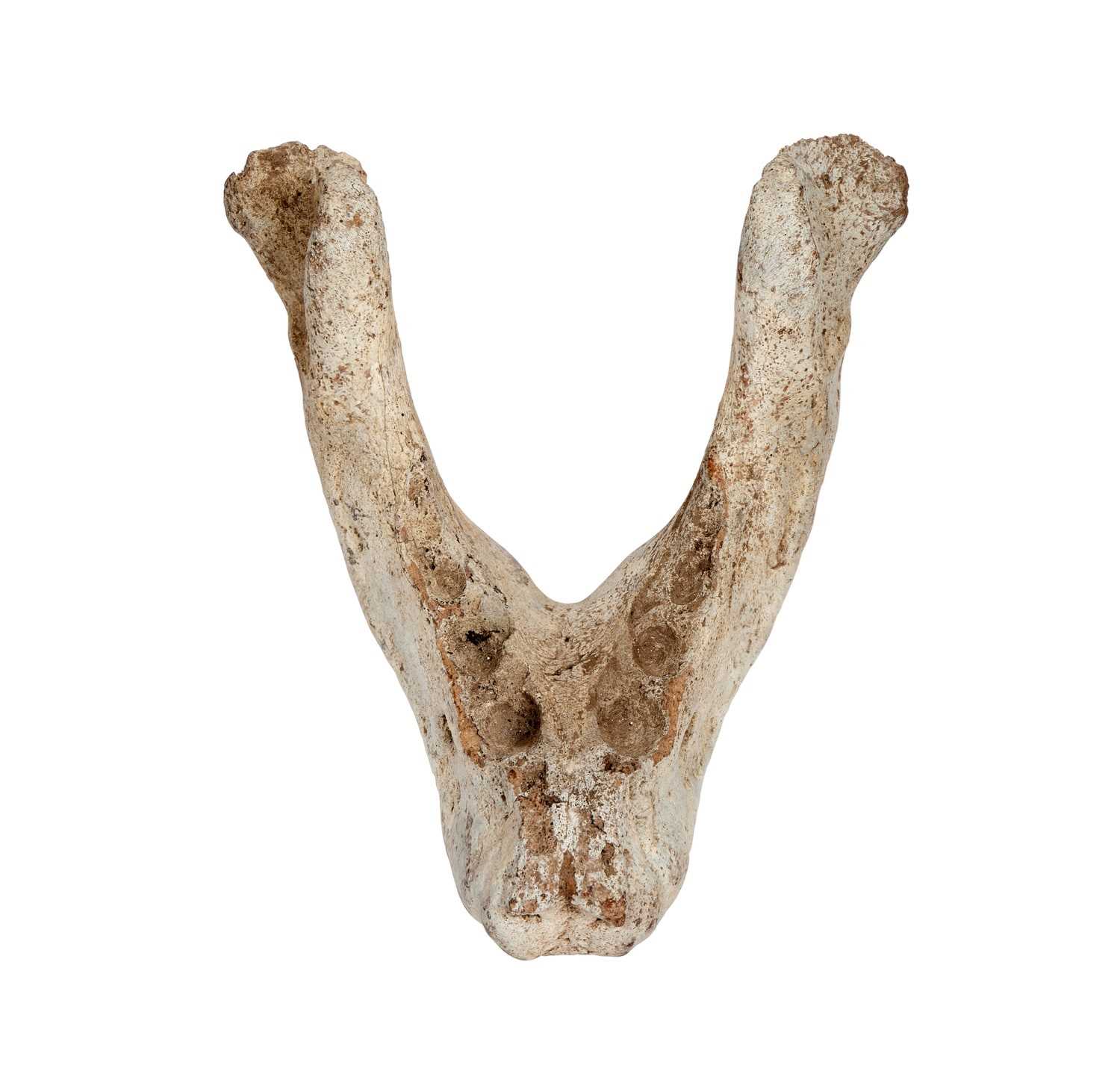 THE FOSSILISED LOWER JAW OF AN EXTINCT WALRUS, ONTOCETUS EMMONSI (PLIOCENE)