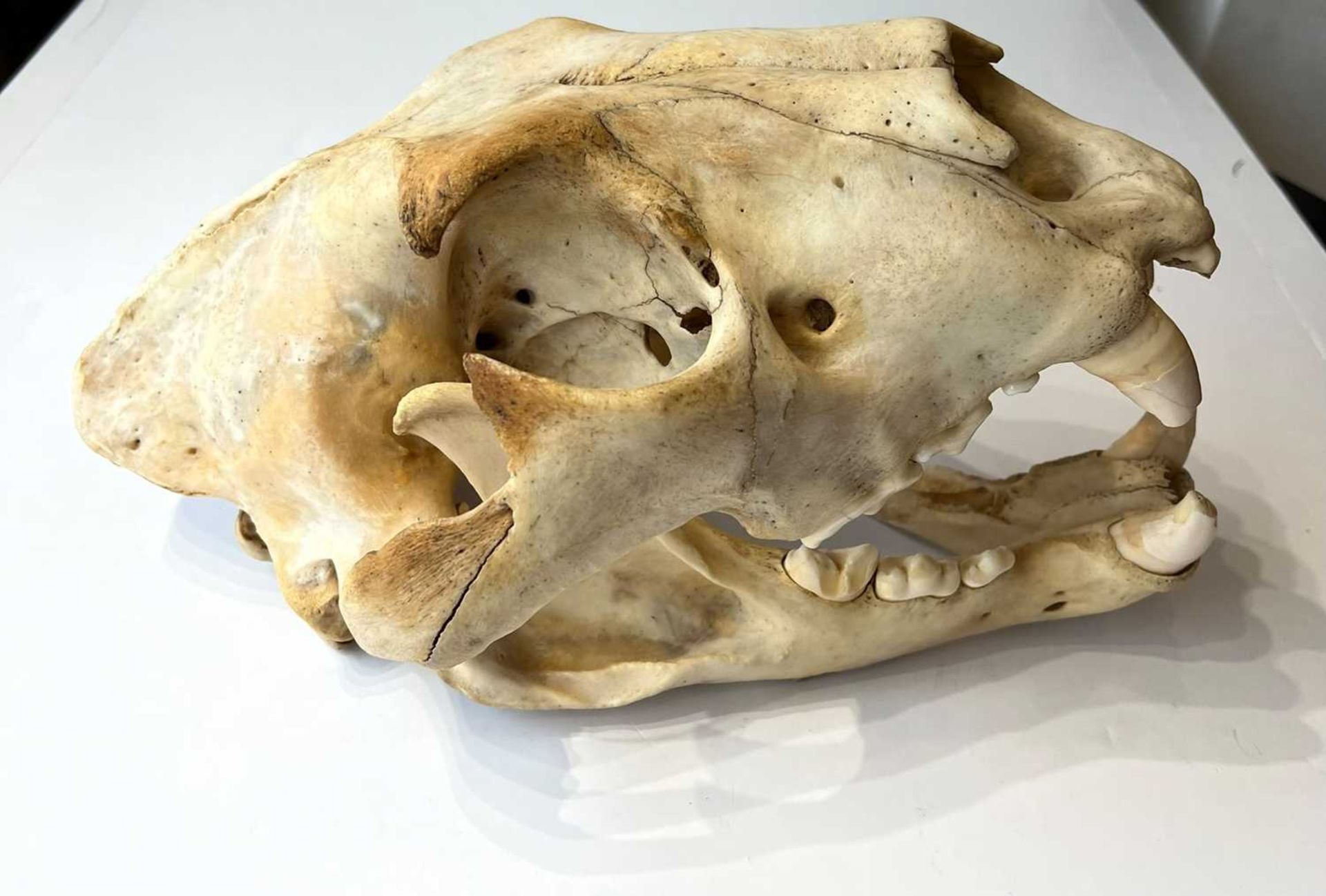 AN AFRICAN LION (PANTHERA LEO) SKULL, LATE 19TH CENTURY - Image 3 of 6