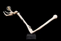 A MEDICAL MODEL OF HUMAN ARM BONE MOUNTED AS A LAMP BASE