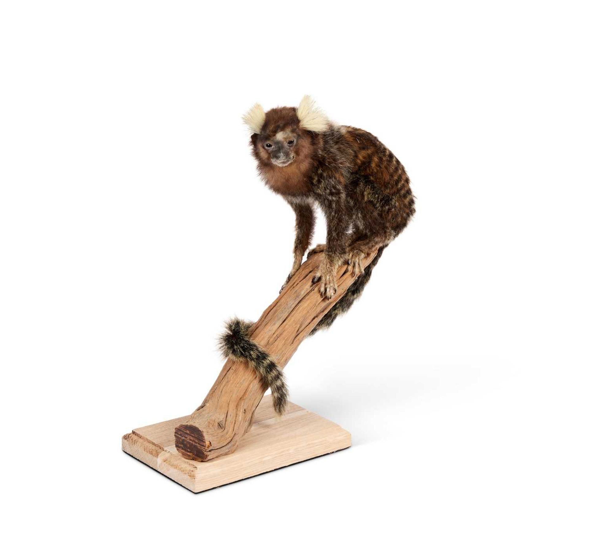 A TAXIDERMY COMMON MARMOSET (CALLITHRIX JACCHUS) - Image 2 of 2