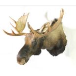 A VERY LARGE TAXIDERMY MOOSE SHOULDER MOUNT