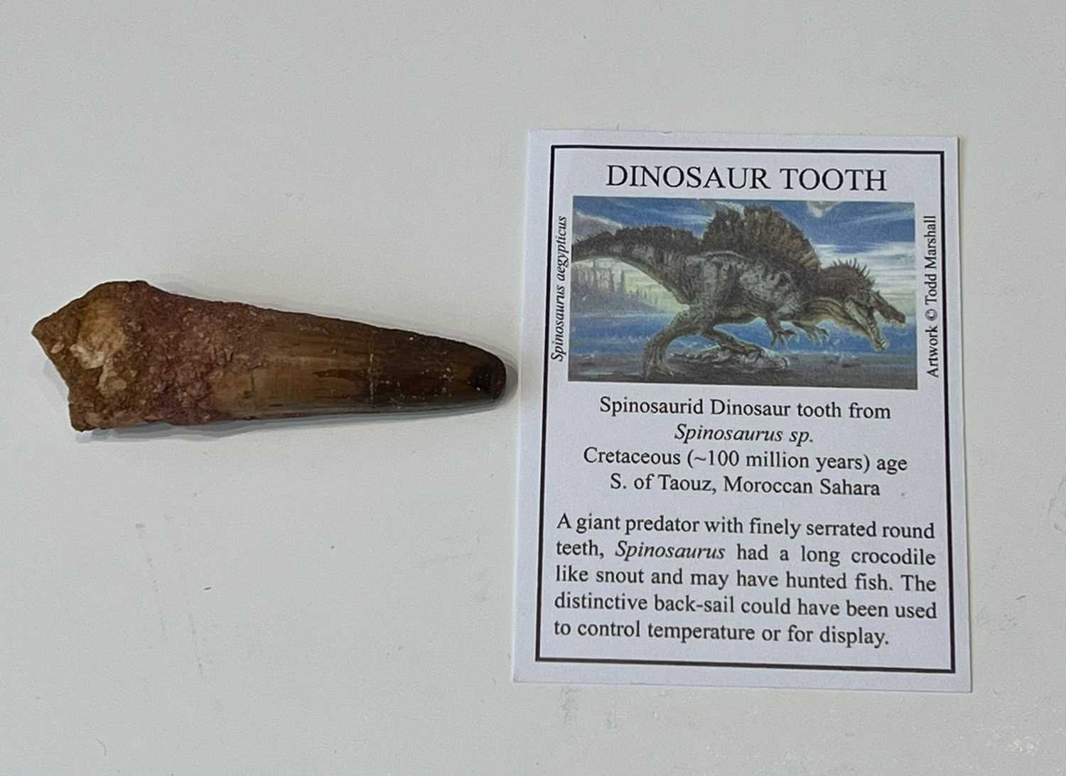 AN EXTINCT ‘SPINOSAURUS’ DINOSAUR TOOTH, LATE CRETACEOUS, 100 MILLION YEARS OLD - Image 2 of 5