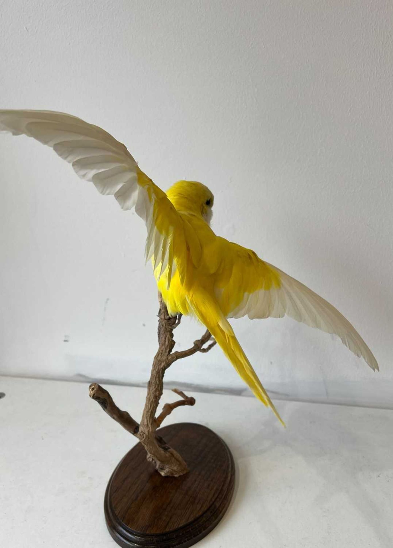 TAXIDERMY: A LUTINO QUAKER PARROT IN FLIGHT - Bild 4 aus 4