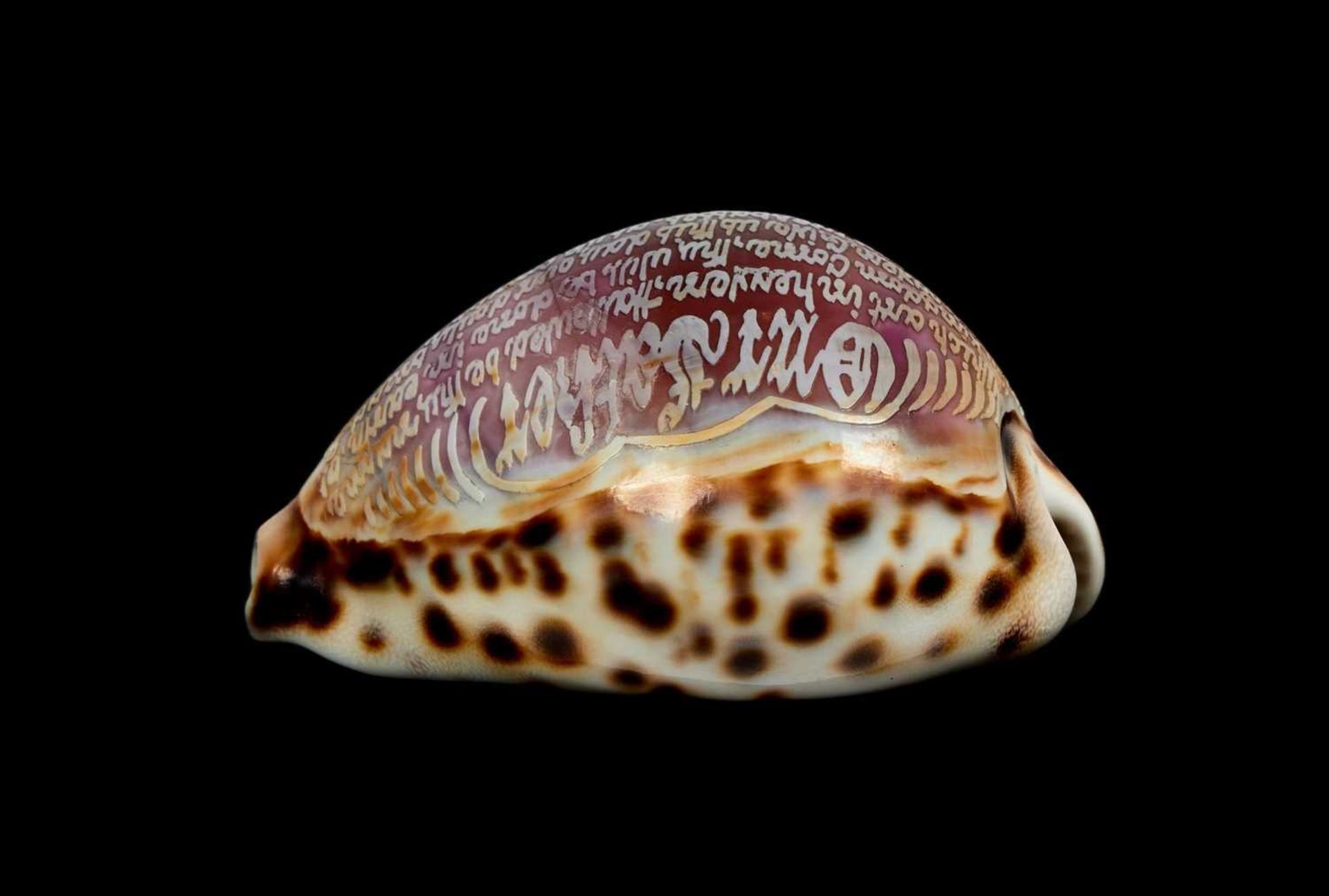 VICTORIAN CURIOSITY: A TIGER COWRIE SHELLCARVED WITH THE LORD’S PRAYER - Bild 2 aus 5