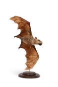A TAXIDERMY FLYING HAMMERHEAD FRUIT BAT