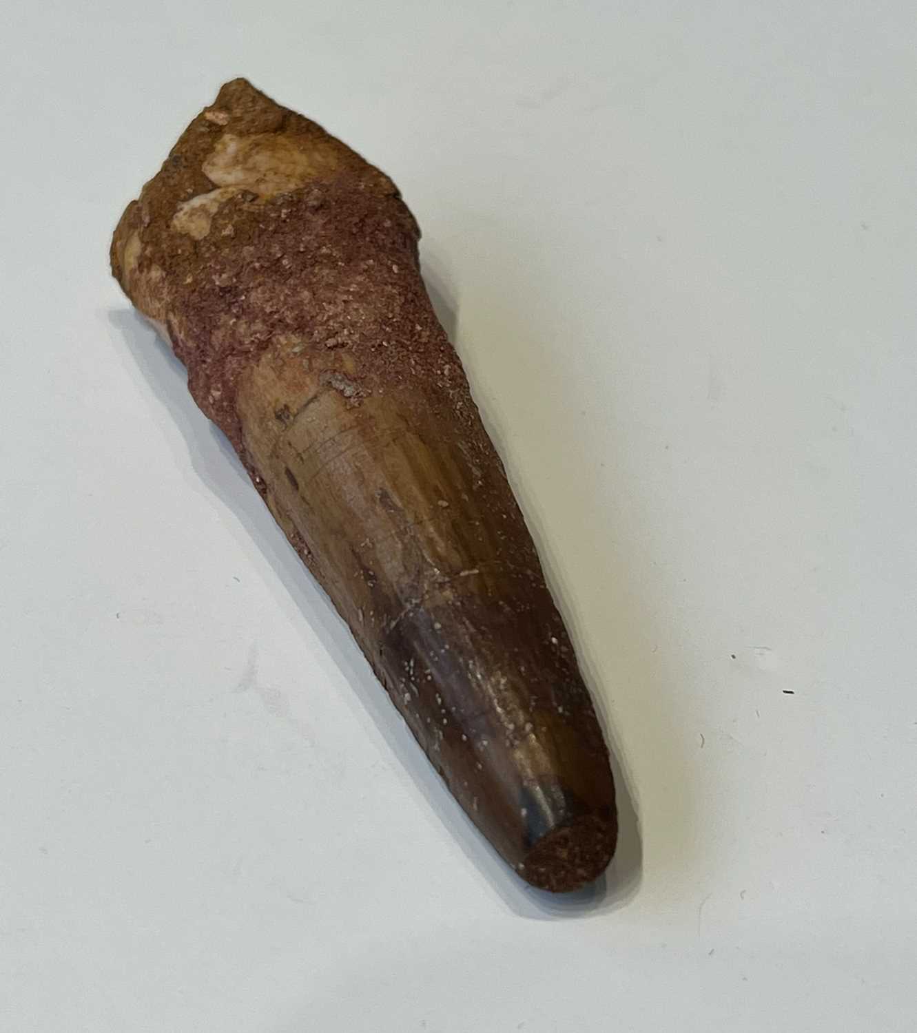 AN EXTINCT ‘SPINOSAURUS’ DINOSAUR TOOTH, LATE CRETACEOUS, 100 MILLION YEARS OLD - Image 5 of 5