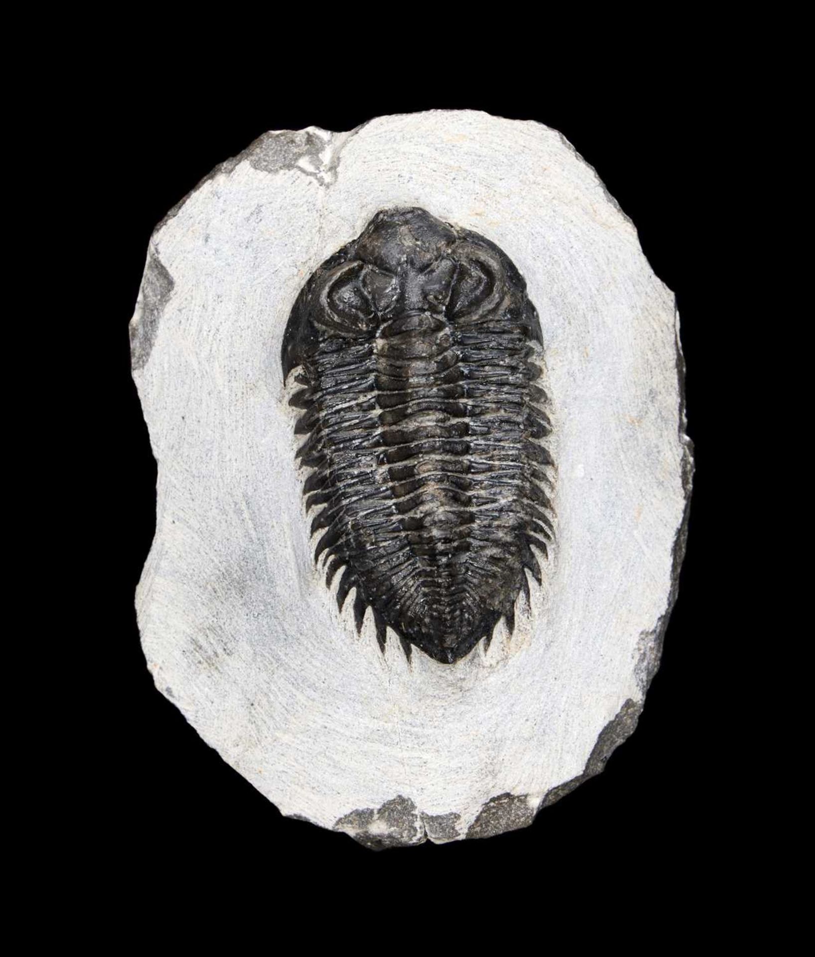 FOSSIL: ‘COLTRANEA’ TRILOBITE, DEVONIAN AGE (380 MILLION YEARS OLD), MOROCCO