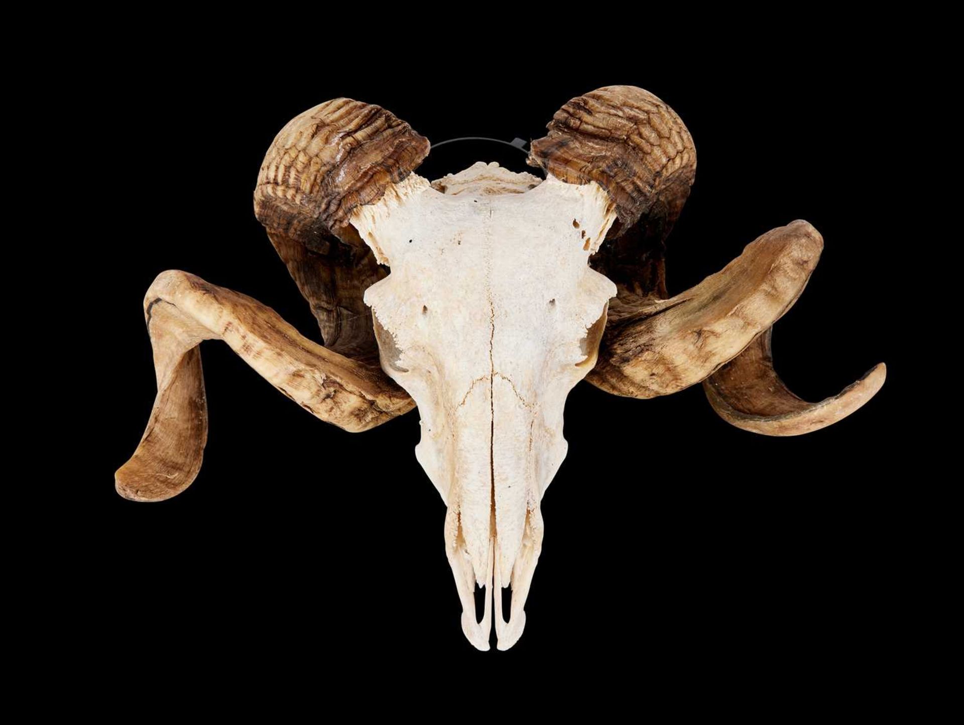 THE SKULL OF A RAM