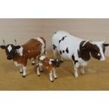 A TRIO OF BESWICK AYRSHIRE CATTLE INCLUDING CHAMPION WHITEHILL MANDATE, ICKHAM BESSIE AND CALF