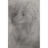 AN UNFRAMED PENCIL SKETCH OF A LONG HAIRED DOG INITIALLED KW LOWER RIGHT 30CM X 21CM