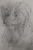 AN UNFRAMED PENCIL SKETCH OF A LONG HAIRED DOG INITIALLED KW LOWER RIGHT 30CM X 21CM