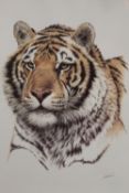 A LARGE MODERN FRAMED AND GLAZED LITHOGRAPH OF A TIGER ENTITLED 'SIBERIAN HUNTER' BY GUY COHELEACH