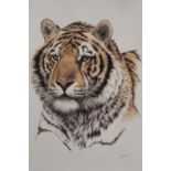 A LARGE MODERN FRAMED AND GLAZED LITHOGRAPH OF A TIGER ENTITLED 'SIBERIAN HUNTER' BY GUY COHELEACH