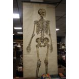 A FROHSE ANATOMICAL CHART No. 1 DEPICTING THE HUMAN SKELETON ON LINEN BACKED PAPER¦WIDTH: 78 CM¦