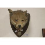 A TAXIDERMY STUDY OF A FOXES HEAD (GARTH HUNT 10-1-49)