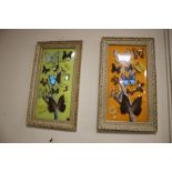 A PAIR OF FRAMED BUTTERFLIES¦WIDTH: 34CM¦LENGTH: 58CM