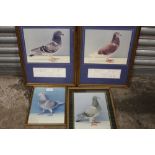 FOUR FRAMED PIGEON RACING INTEREST PHOTOGRAPHS