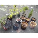 A LARGE SELECTION OF CERAMIC PLANTERS TO INCLUDE EVERGREEN PLANTS