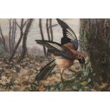 FRENCH SCHOOL (XX). A Jay stealing eggs from a nest, oil on canvas, framed, 49 x 63 cm, A/