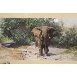 DAVID SHEPHERD - A FRAMED AND GLAZED SIGNED LIMITED EDITION PRINT ENTITLED 'TEMBO MZEE' 109/850 SIZE