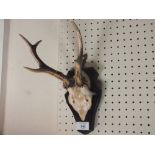 THREE SETS OF WALL MOUNTED ANTLERS/ HORNS