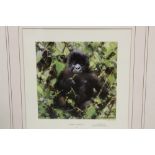 DAVID SHEPHERD - A FRAMED AND GLAZED SIGNED LIMITED EDITION PRINT ENTITLED 'BABY GORILLA' 158/500