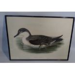 A HAND COLOURED LITHOGRAPH OF A GREAT SHEARWATER JOHN GOULD AND H C. RICHTER 1872-1873