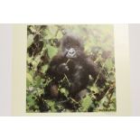 DAVID SHEPHERD - AN UNFRAMED SIGNED LIMITED EDITION PRINT ENTITLED 'BABY GORILLA' 1102/1500