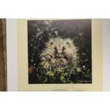 DAVID SHEPHERD - AN UNFRAMED SIGNED LIMITED EDITION PRINT ENTITLED 'BABY HEDGEHOG' 1122/1500 OVERALL