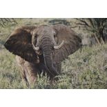 SIMON COMBES - A SIGNED LIMITED EDITION ELEPHANT PRINT 752/850 OVERALL SIZE - 35CM X 42CM