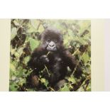 DAVID SHEPHERD - AN UNFRAMED SIGNED LIMITED EDITION PRINT ENTITLED 'BABY GORILLA' 1101/1500