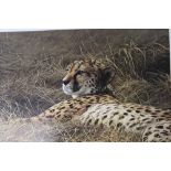 PAUL JAMES - AN UNFRAMED SIGNED LIMITED EDITION PRINT ENTITLED 'CHEETAH AT REST' 31/350 OVERALL SIZE